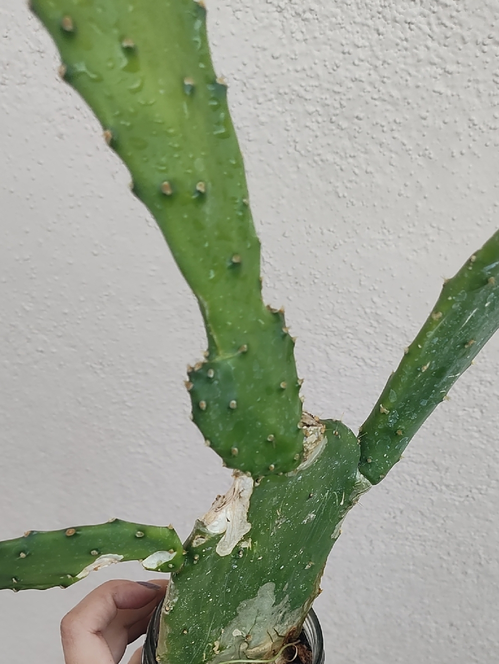 Cactus 🌵 - Picture 3 of 4